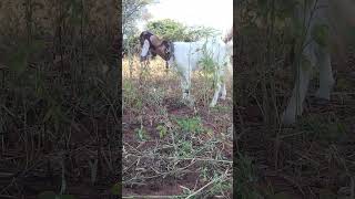 goat video #shorts #goat #goatvideo