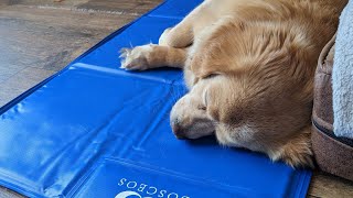 Teach your dog to use a dog cool mat.