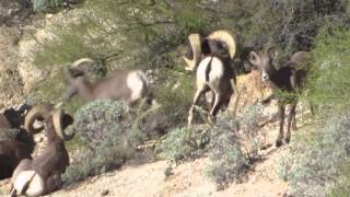 From the Field with Colburn and Scott Outfitters-Full Curl 180+ Ram