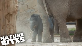 Baby Elephant Mourns His Sister 😭 | Nature Bites