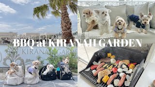 【BBQ at KIRANAH】わんこのおともだちとバーベキュー行ったらかわいくてたのしくて最高だったよ🐶🌤️🍖