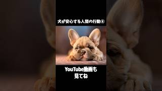 犬が安心する人間の行動⑧わんこの行動|犬の雑学#75