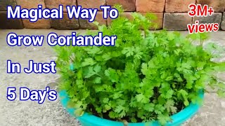 Magical way to Grow Coriander In just 5 Days / How to grow Coriander at home / Cilantro grow at home