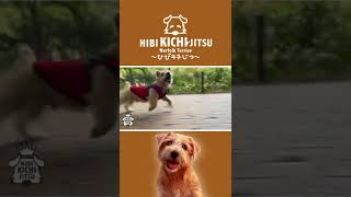 【飛び跳ねながら散歩する赤い服着た愛犬】#shorts #子犬 #ノーフォークテリア