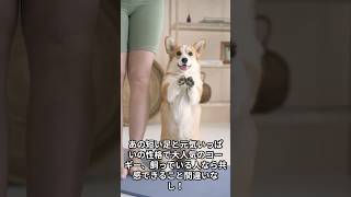 【わんこ好き必見！】コーギーあるある【雑学】 #犬 #コーギー  #雑学 #shorts #dog