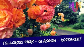 Varázslatos rózsakert a Tollcross Parkban, Glasgow-ban | Csodálatos színek, formák, virágváltozatok