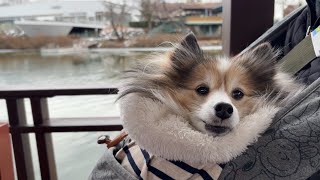 【ミニシェルティ】愛犬と初めて行った栃木県の那須は色々楽しかった