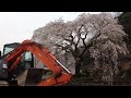 大原しだれ桜　大分県日田市 2022.03.26