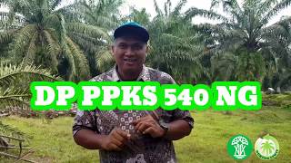 Umur Produktif Kelapa Sawit Pelepah Pendek ???