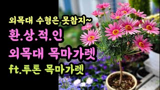 환상적인 외목대 목마가렛, 투톤 목마가렛 키우기, 외목대 목마가렛 키우는 방법, 투톤목마가렛 꽃구경, 장미형 외목대제라늄