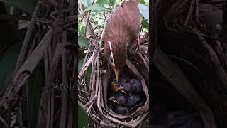 画眉鸟夫妇养育它们的四个孩子 EP19.1｜The Chinese Hwamei couple is raising their four chicks #birdsounds #birds