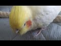 オカメインコのチョコボのモーニングルーティン　2022.4.16