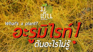 อะรูมิไรท์ ต้นอะไรไม่รู้ What's a plant? EP. 67 ฝอยทอง อันตรายกว่าที่คิด