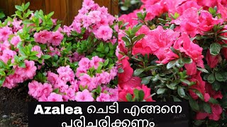 Azalea Plant Care Tips Malayalam | അസ്യേലിയ ചെടി എങ്ങനെ നട്ടു പരിചരിക്കാം | TipS noW.