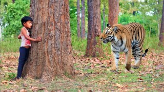 TIGER ATTACK MAN IN THE FOREST  WILD FIGHTER TEAM #tiger