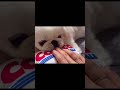 순둥한 강아지 약올리면 shorts pekingese 페키니즈 dog puppy 반려견 강아지 cutdog