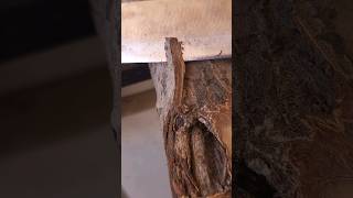 Carving the bark of a walnut branch