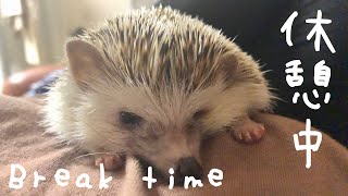 こんなハリネズミが家にいたら、確実に直帰します！　If such a hedgehog is at home, I will definitely go home!