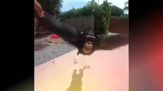 Life monkeys