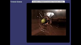 Formation of Radial and Concentric Fractures in Glass