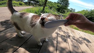 ねこじゃすりを使った野良猫とのスキンシップ方法とは