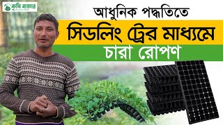 আধুনিক পদ্ধতিতে সিডলিং ট্রের মাধ্যমে চারা রোপন। সীডলিং ট্রে