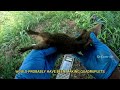 effective mongoose trapping methods for farmers episode 1 wildlife veterinary rabies