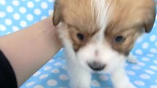 1227パピヨン子犬トニックf1