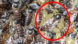 റാണി തേനീച്ച || The queen bee ||തേനീച്ച വളർത്തൽ || Beekeeping