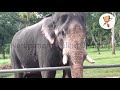 9 പേരുടെ ജീവനെടുത്ത പീലാണ്ടിയുടെ കഥ the story of peelandi elephant