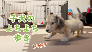 子犬のよちよち歩きは理屈抜きに可愛い【ミニチュアダックスフンド 子犬の日常に密着】