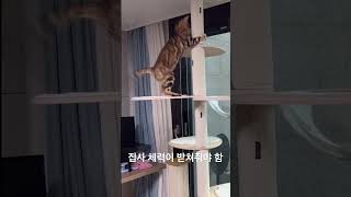 뱅갈 고양이 키우기가 힘든 이유 #shorts #cat