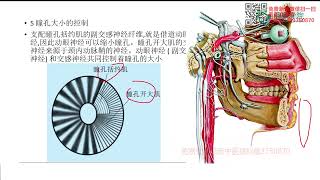 徐高磊神经反射疗法11 第十一讲 动眼神经功能评估与治疗