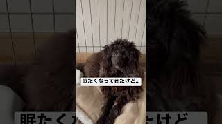 百獣の王獅子丸♂眠たいけど人がいるなら遊びたい