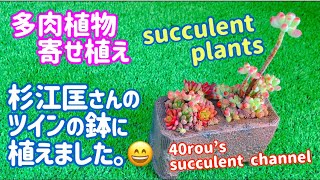 【多肉植物】🪴多肉寄せ植え　杉江匡さんのツインの鉢に植えました。😄