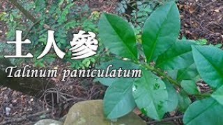 這野味有一種更特別的吃法，但我得等三年 Panicled Fameflower（Talinum paniculatum）