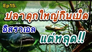 Ep15.❗เดือดจัด,ปลาดุกใหญ่,กินเบ็ด,หลุด,เสียดายมาก,ตกปลา,แรงงานไทยในอิสราเอล#fhishing #ตกปลา