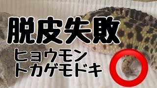 【脱皮】ヒョウモントカゲモドキ脱皮不全(指先)【爬虫類】【お手伝い】