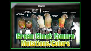 MUTATIONS | GREEN CHEEK CONUREs DIFFERENT COLORS