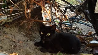 Alley Cat Project's inspiring story of saving Seattle's strays