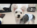 チワワの間からこんにチワプー 🐶ひみつきちなう！①🐶 ミックス犬 トイプードル ポメラニアン 2019年9月12日