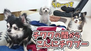 チワワの間からこんにチワプー 🐶ひみつきちなう！①🐶 (ミックス犬,トイプードル,ポメラニアン) 2019年9月12日