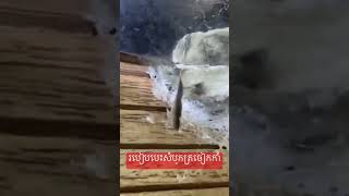 របៀប​បេះ​សំបុកត្រចៀកកាំ​#shortvideo #បេះ​សំបុកត្រចៀកកាំ