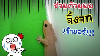 จุ๊จุ๊ จิ้งจก  4 วิธีป้องกัน จิ้งจกเข้าแอร์!!! | DIY ง่ายนิดเดียว