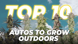 Top 10 Autoflowers to Grow Outdoors | Fast Buds