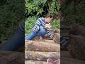 Delicious mushrooms grow naturally on dry trees