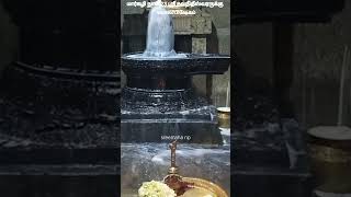 மார்கழி நாள் 23 அதிகாலை ஸ்ரீ நவநிதீஸ்வரருக்கு பாலாபிஷேகம் நவாசிப்பேட்டை காஞ்சிபுரம் 7/1/2025