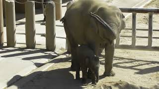 わあ～～い！砂あび楽しいぞう！#うらら　#東山動物園