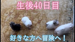 【ポメラニアン】きずなちゃんの赤ちゃんの生40後日目【出産・子育て】