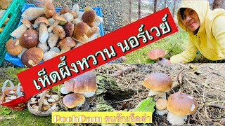 เห็ดผึ้งหวานนอร์เวย์ เยอะมากในรอบ4 ปี ,PoohDam คนรักเห็ดดำ